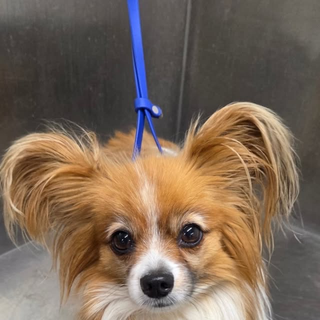 Eli, Papillon-Hündin, nach dem Baden