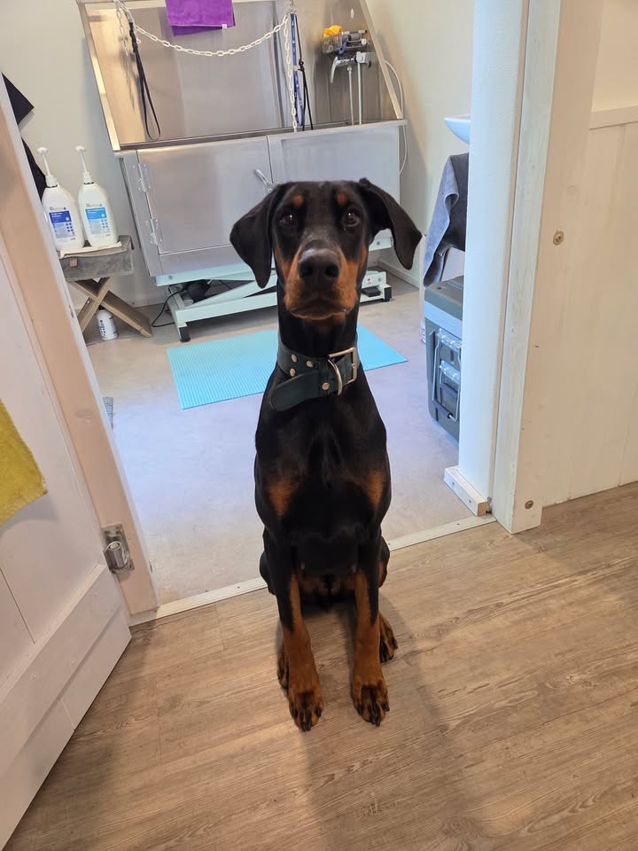 Raya, Jessicas Dobermann-Hündin, im Salon