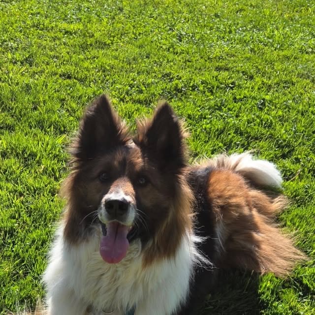 Rocky, Elo-Rüde, auf der Wiese